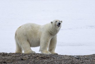 Lone polar bear (Ursus maritimus) hunting on the tundra along the Svalbard coast in late summer,