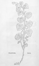 European Birthwort (Aristolochia clematis), woodcut by Leonhart Fuchs, from New Kreüterbuch, neues