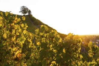 Sunrise in the vineyards around Wackerbarth Castle, Jacobstein can be seen above, Radebeul, Saxony,