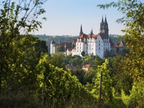 View over the vineyard to the castle hill with cathedral and Albrechtsburg, Meissen, Saxony,