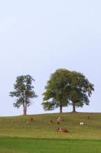 Cows grazing on a green meadow with two large trees in the background, Baden-Württemberg, Germany