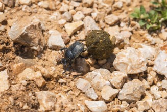 Beetle moving a ball on stony ground in nature, pill bugs, sacred pill bugs (Scarabaeus sacer),