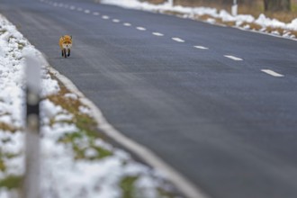 Red fox (Vulpes vulpes), hunting, winter fur, fallen game, looking for food on the road, winter