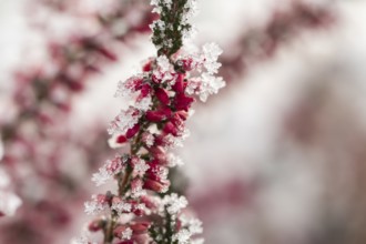 Ice crystals from roarfrost on a winter-flowering heather (Erica carnea) branch at sunshine in