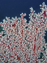 Red corals with fine white details, Godeffroy's soft coral (Siphonogorgia godeffroyi), show the