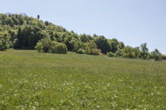 Colourful flowers in the Klengel meadow on the Geisingberg, mountain meadows in the Eastern Ore