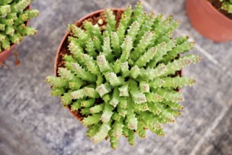 Top view of 'Stapelia Desmetiana' houseplant with cactus-like toothed stems in flower pot. Also