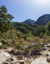 Oleander bush on the hiking trail through the Samaria Gorge, south coast, Crete, Greece