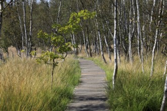 Educational trail and hiking trail, landscape in the Soos, moor, national nature reserve in the