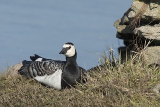 Barnacle Goose (Branta leucopsis), Oland, Sweden