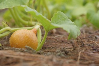Young wet pumpkin in the field, germany. pumpkin, season, raw, gardening, plant, organic, natural,