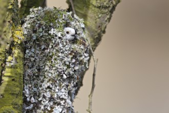 Long-tailed Tit (Aegithalos caudatus) peering out from the nest, Mecklenburg-Western Pomerania,