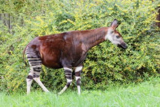 A female okapi (Okapia johnstoni) standing on a green meadow next to a bush