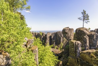Single pine tree on rock boulders in a dramatic ravine landscape with a view to the horizon,