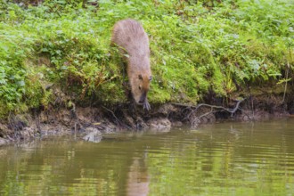 A (greater) capybara (Hydrochoerus hydrochaeris) leaves the riparian vegetation and enters the