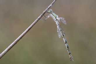 Lestes virens (Lestes virens), Emsland, Lower Saxony, Germany