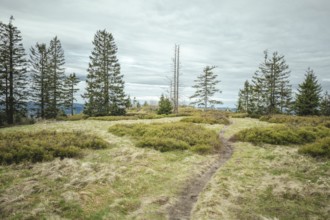 Ascent to Heugstatt, Bavarian Forest, Bavaria, Germany
