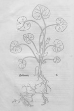 European hazelwort (Asarum europaeum), woodcut by Leonhart Fuchs, from New Kreüterbuch, neues