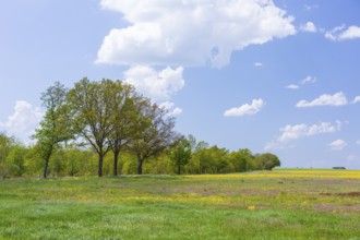Yellow and purple flowers on an agricultural wasteland near Cavertitz, Saxony, Germany