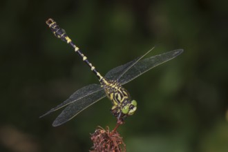 Onychogomphus forcipatus) Male sitting on a brown plant part, surrounded by a blurred green
