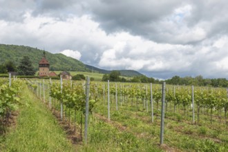 Institute for Grapevine Breeding Geilweilerhof, one of 15 institutes of the Julius Kühn Institute