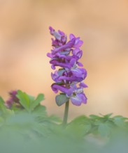 Hollow larkspur (Corydalis cava), flowering, Siegerland, North Rhine-Westphalia, Germany