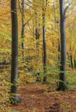 Colorful beech forest in Sankt Olof, Scania, Sweden, Scandinavia