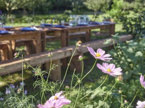 Pink Cosmos bipinnatus flowers growing in summer garden near served wooden banquet table during