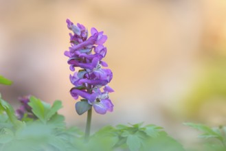 Hollow larkspur (Corydalis cava), flowering, Siegerland, North Rhine-Westphalia, Germany