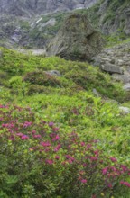 Hairy Alpenrose (Rhododendron hirsutum) or alpine rose, Entracque, province of Cuneo, Italy