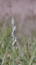 Autumn helleborine (Spiranthes spiralis), autumn helleborine, small orchids, very rare, flowering