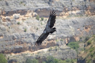 Griffon vulture (Gyps fulvus) in flight, Hoces del Duratón nature reserve, Segovia province,