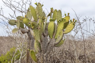 Opuntia oricola (Cactaceae), San Cristobal, Galapagos, Ecuador