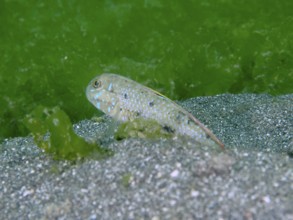 A spotted fish, spiny-cheeked goby (Oplopomus oplopomus), in sand and algae, perfectly adapted to