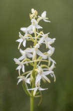 Lesser butterfly-orchid (Platanthera bifolia), Emsland, Lower Saxony, Germany