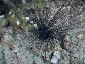 Arbacia lixula, Diadem sea urchin (Diadema setosum), on sandy and coral-covered seabed, dive site