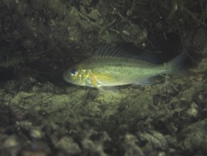 A ruffe (Gymnocephalus cernua) swimming near a rocky, algae-covered substrate, dive site