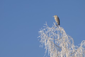 Grey heron (Ardea cinerea) sitting on the top of a tree, Schlitters, Tyrol, Austria