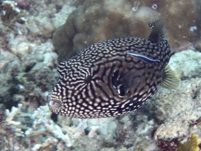 A dotted map pufferfish (Arothron mappa) swimming near corals with a cleaner fish, dive site Spice