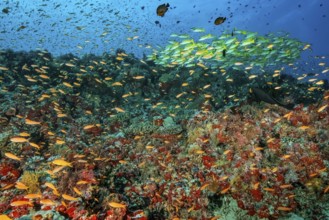 Fish-rich colourful vibrant coral reef of stony corals (Scleractinia) above large shoal of jewel