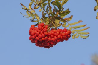 Red cluster of rowan berries with leaves against a blue background, rowan berries (Sorbus