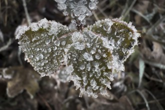 Close-up, leaves with hoarfrost, Weinviertel near Hadres, Lower Austria, Austria