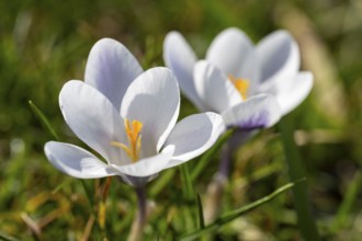 Two white flowering crocuses (Crocus), North Rhine-Westphalia, Germany