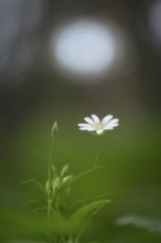 Close-up of a greater stitchwort (Stellaria holostea), portrait format, nature photo, nature