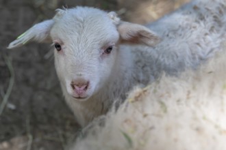 Lamb of a whale sheep (Ovis aries), deer park, Bavaria, Germany