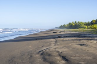 Wide sandy beach and sea, Caribbean coastal landscape with palm trees, Limón province, Costa Rica