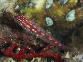 Small red-spotted fish, hairfin dwarf goby (Eviota prasites), dwarf goby, on a coral reef, dive