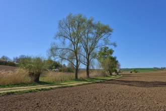 Landscape with country lane and trees under a clear blue sky, surroundings appear peaceful and
