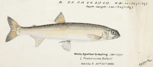 New Zealand grayling, Prototroctes oxyrhynchus, New Zealand grayling, fish, reproduction of an