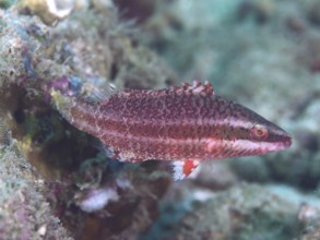 Red cheek stripe damselfish (Oxycheilinus digramma) juvenile swimming next to reef rock in clear